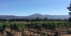 celani family vineyards