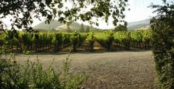 gemstone vineyard